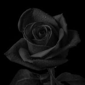 Meet your Posher, Rosette